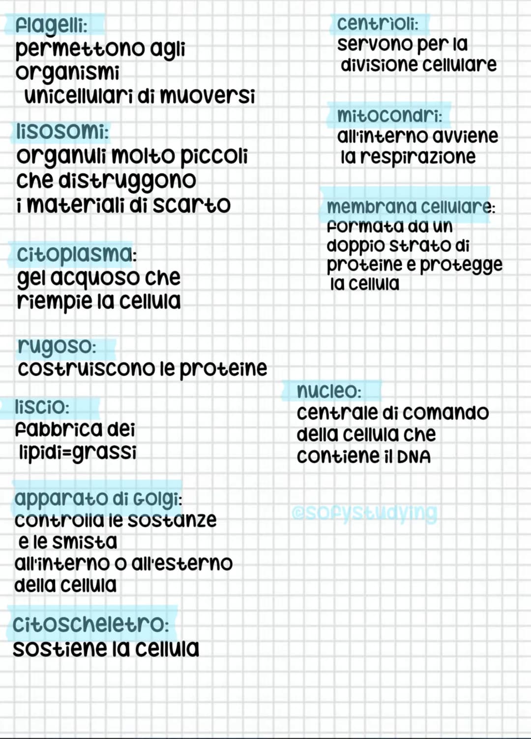 cellula animale
esorystudying
nucleo
эт
centrioli
это
mitocondrio
мее
ееее
apparato di Golgi
reticolo endoplasmatico
liscio
это
relle
сееее
