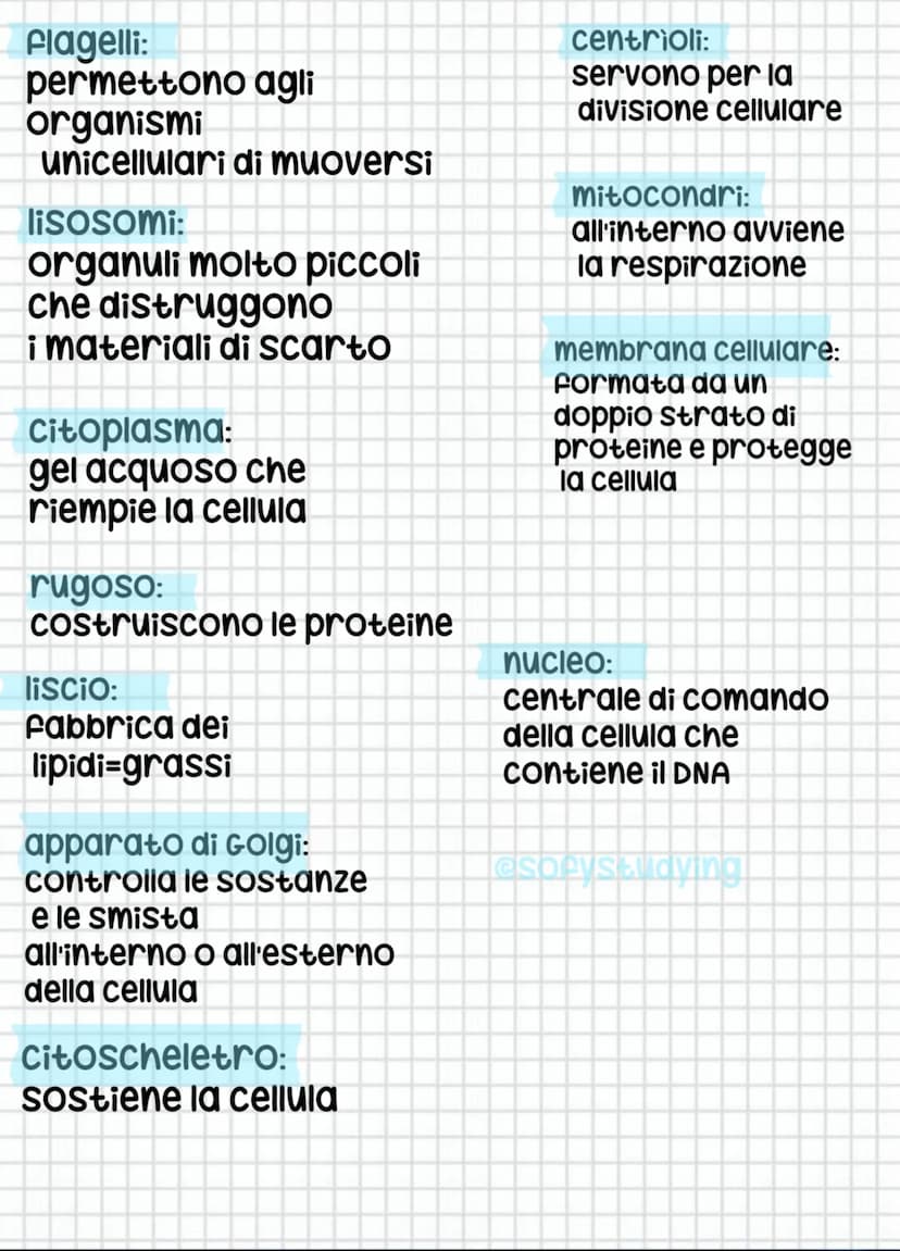 cellula animale
esorystudying
nucleo
эт
centrioli
это
mitocondrio
мее
ееее
apparato di Golgi
reticolo endoplasmatico
liscio
это
relle
сееее
