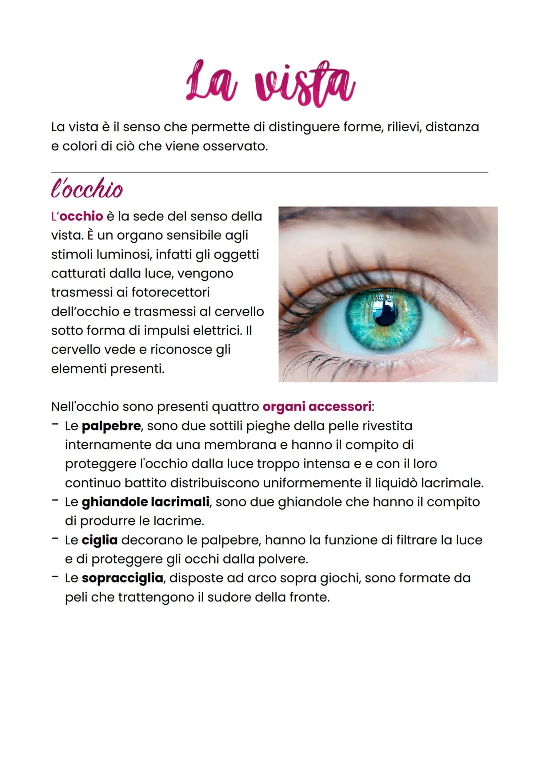 La vista
La vista è il senso che permette di distinguere forme, rilievi, distanza
e colori di ciò che viene osservato.
l'occhio
L'occhio è l