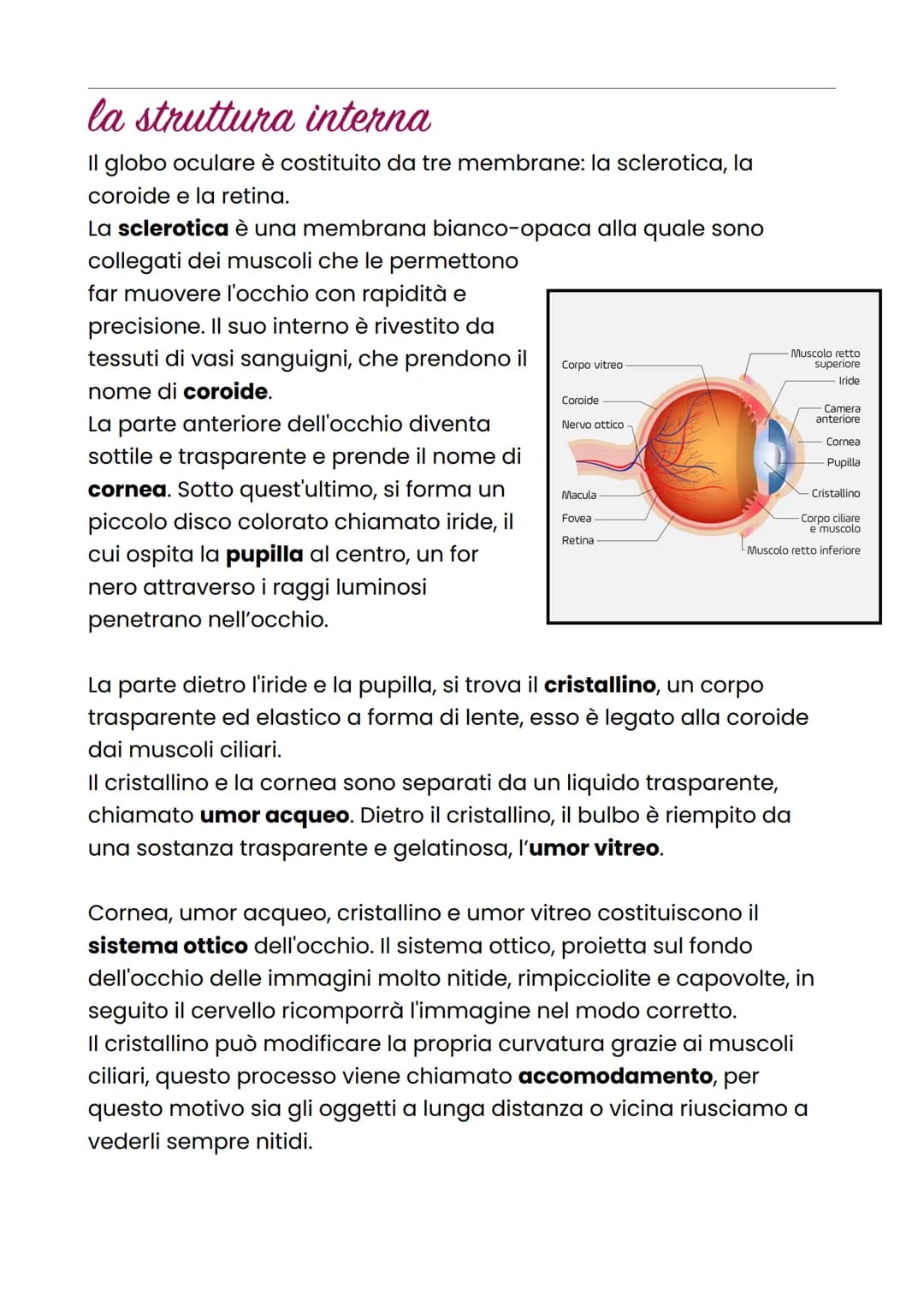 La vista
La vista è il senso che permette di distinguere forme, rilievi, distanza
e colori di ciò che viene osservato.
l'occhio
L'occhio è l