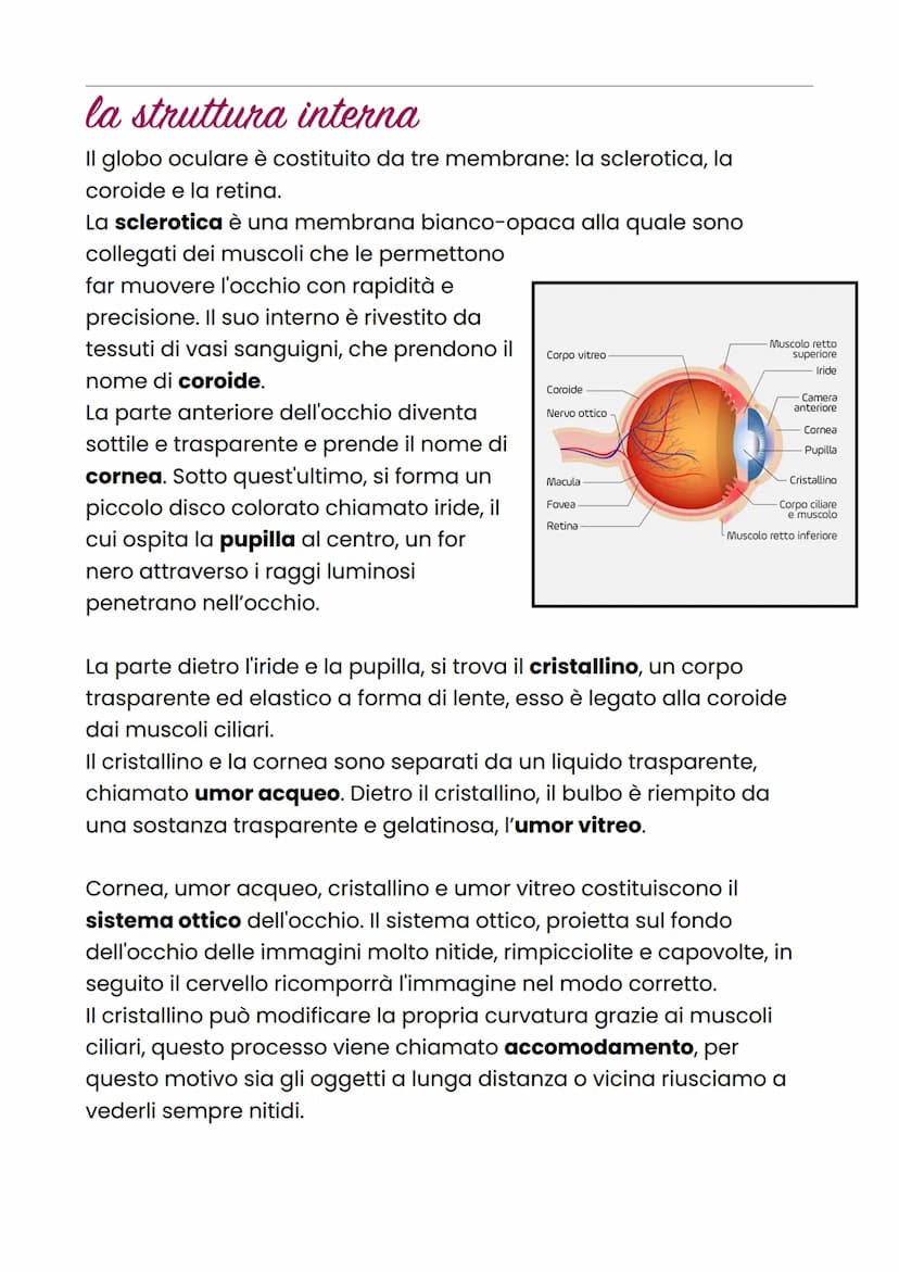 La vista
La vista è il senso che permette di distinguere forme, rilievi, distanza
e colori di ciò che viene osservato.
l'occhio
L'occhio è l