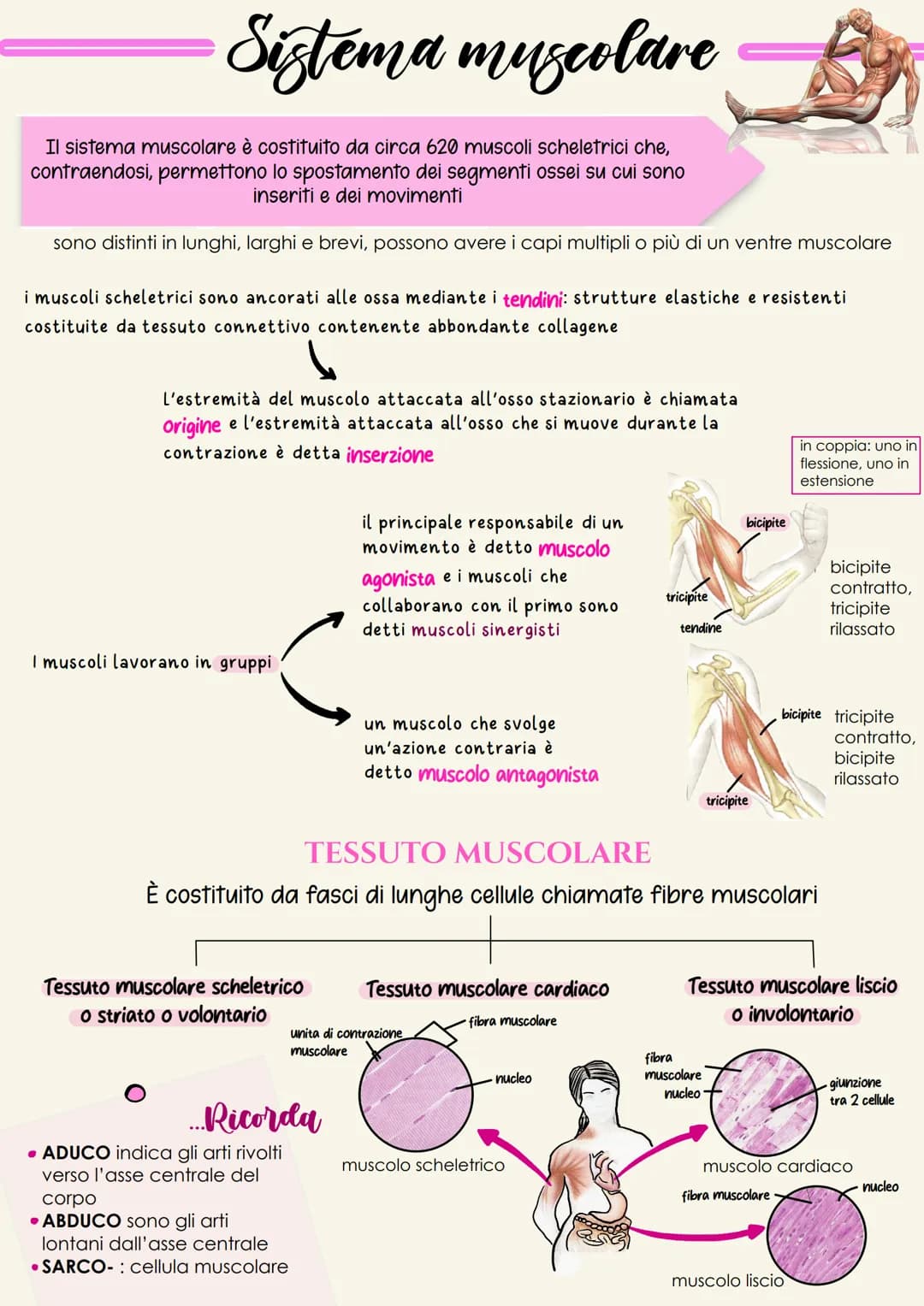 Sistema muscolare
Il sistema muscolare è costituito da circa 620 muscoli scheletrici che,
contraendosi, permettono lo spostamento dei segmen