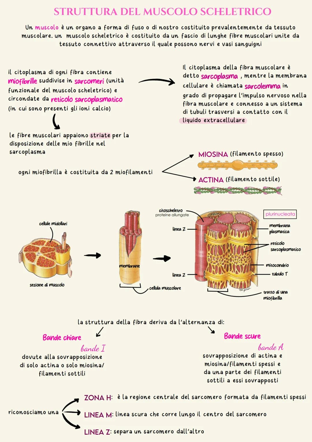 Sistema muscolare
Il sistema muscolare è costituito da circa 620 muscoli scheletrici che,
contraendosi, permettono lo spostamento dei segmen