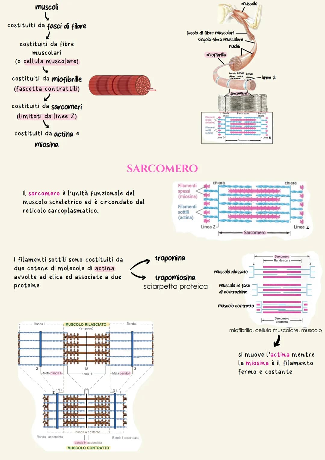 Sistema muscolare
Il sistema muscolare è costituito da circa 620 muscoli scheletrici che,
contraendosi, permettono lo spostamento dei segmen