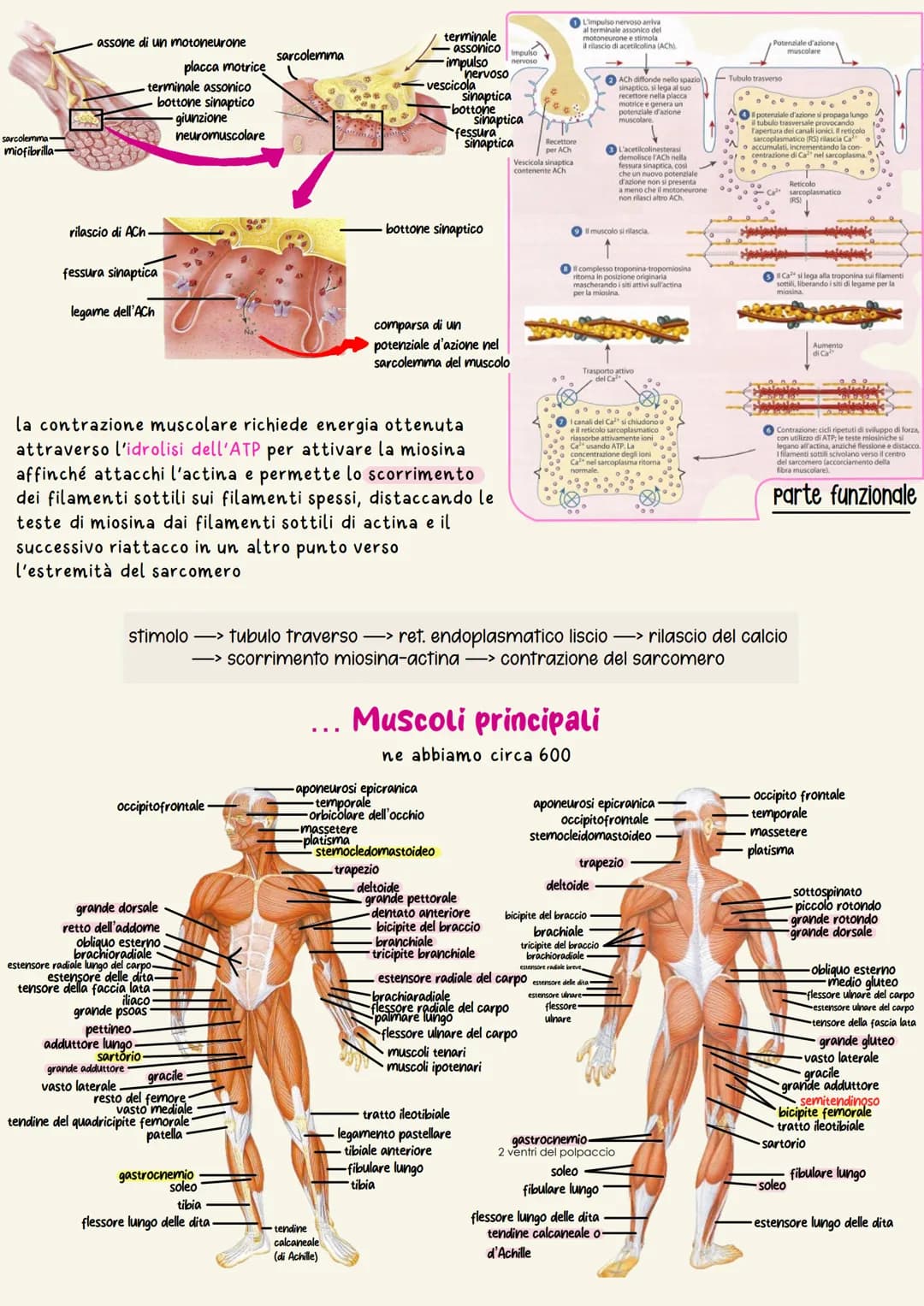 Sistema muscolare
Il sistema muscolare è costituito da circa 620 muscoli scheletrici che,
contraendosi, permettono lo spostamento dei segmen