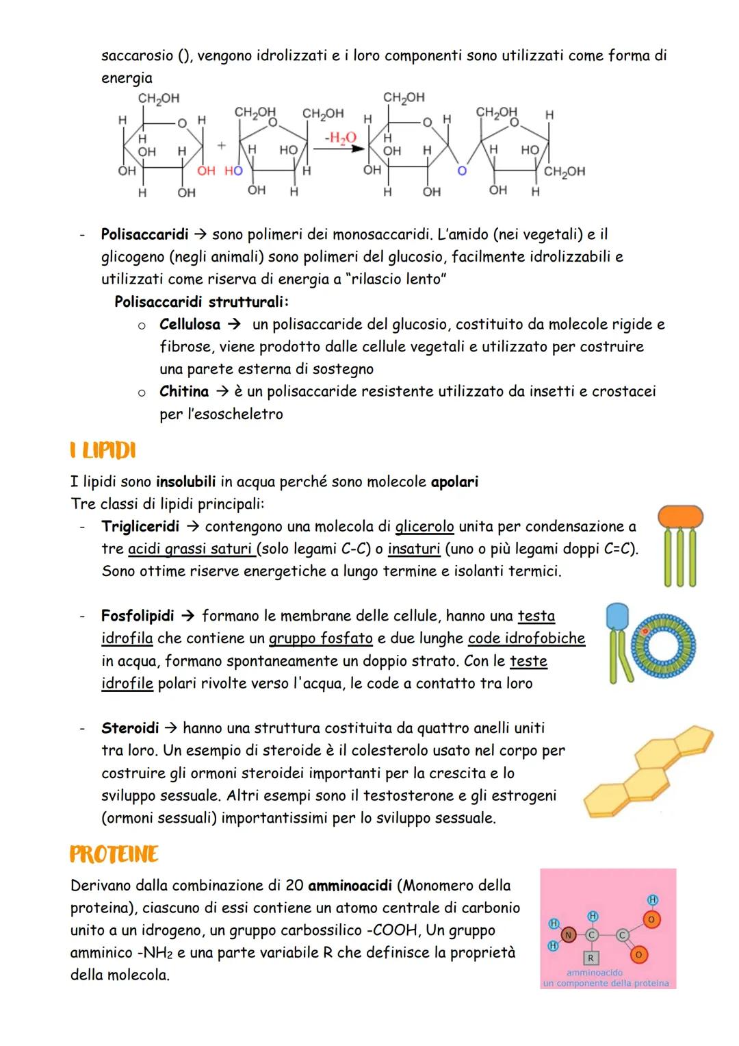 Le macromolecole biologiche
Una biomolecola è un composto chimico che riveste un ruolo importante negli esseri
viventi. Le biomolecole sono 