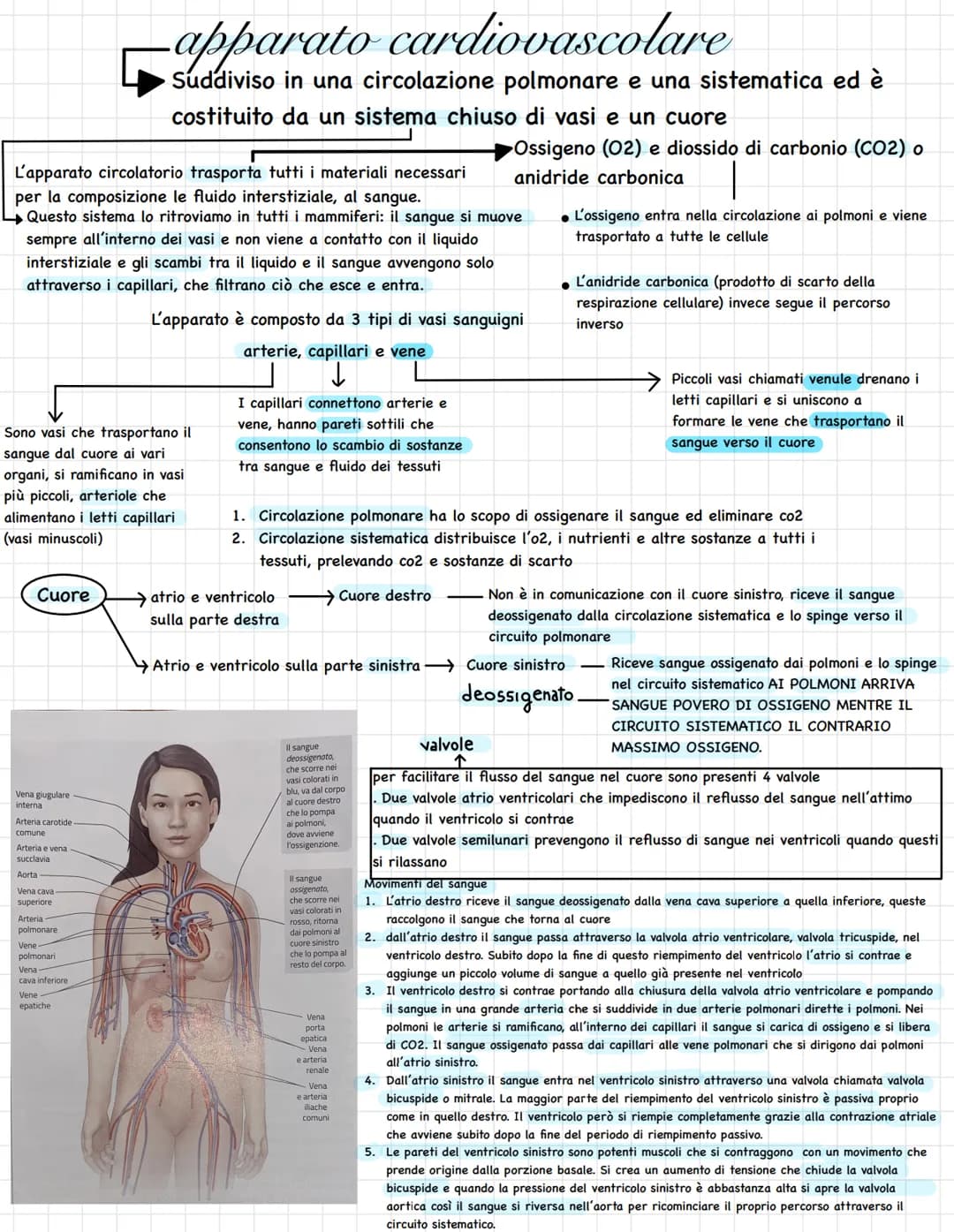 L'apparato circolatorio trasporta tutti i materiali necessari
per la composizione le fluido interstiziale, al sangue.
Questo sistema lo ritr