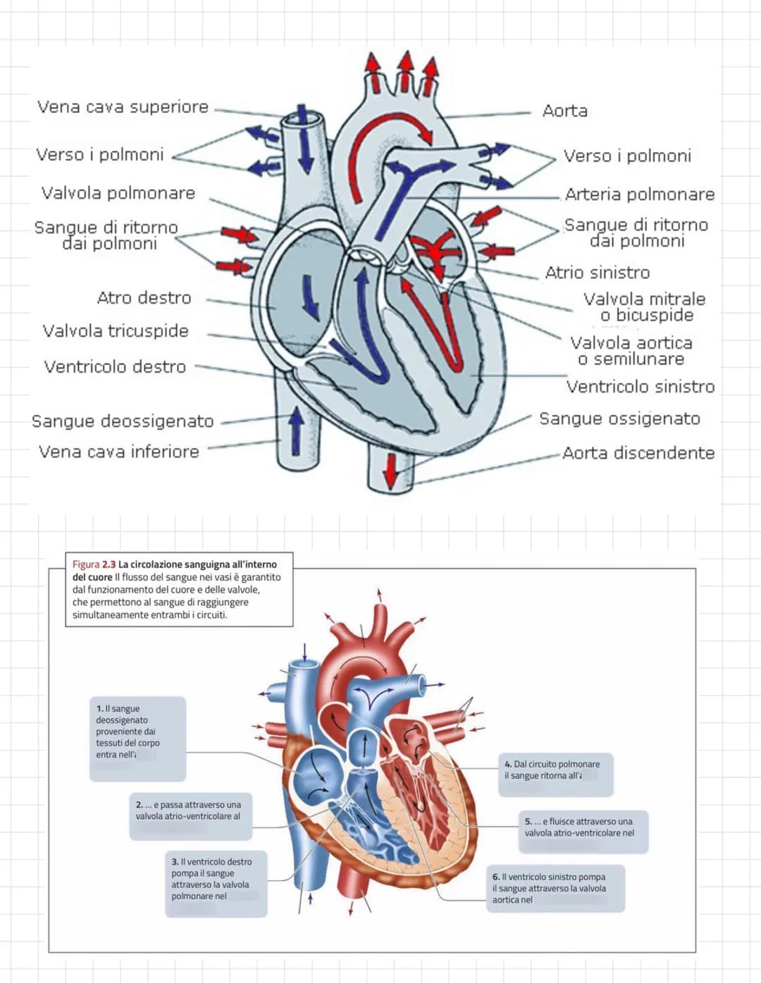 L'apparato circolatorio trasporta tutti i materiali necessari
per la composizione le fluido interstiziale, al sangue.
Questo sistema lo ritr