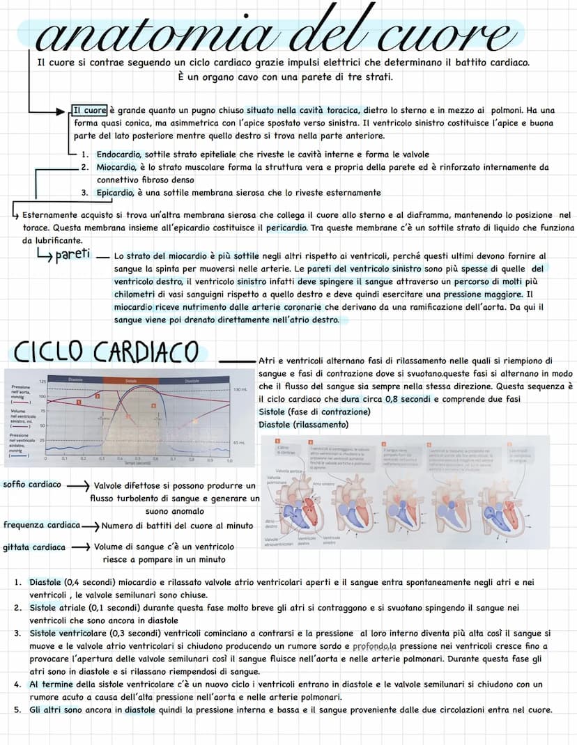 L'apparato circolatorio trasporta tutti i materiali necessari
per la composizione le fluido interstiziale, al sangue.
Questo sistema lo ritr