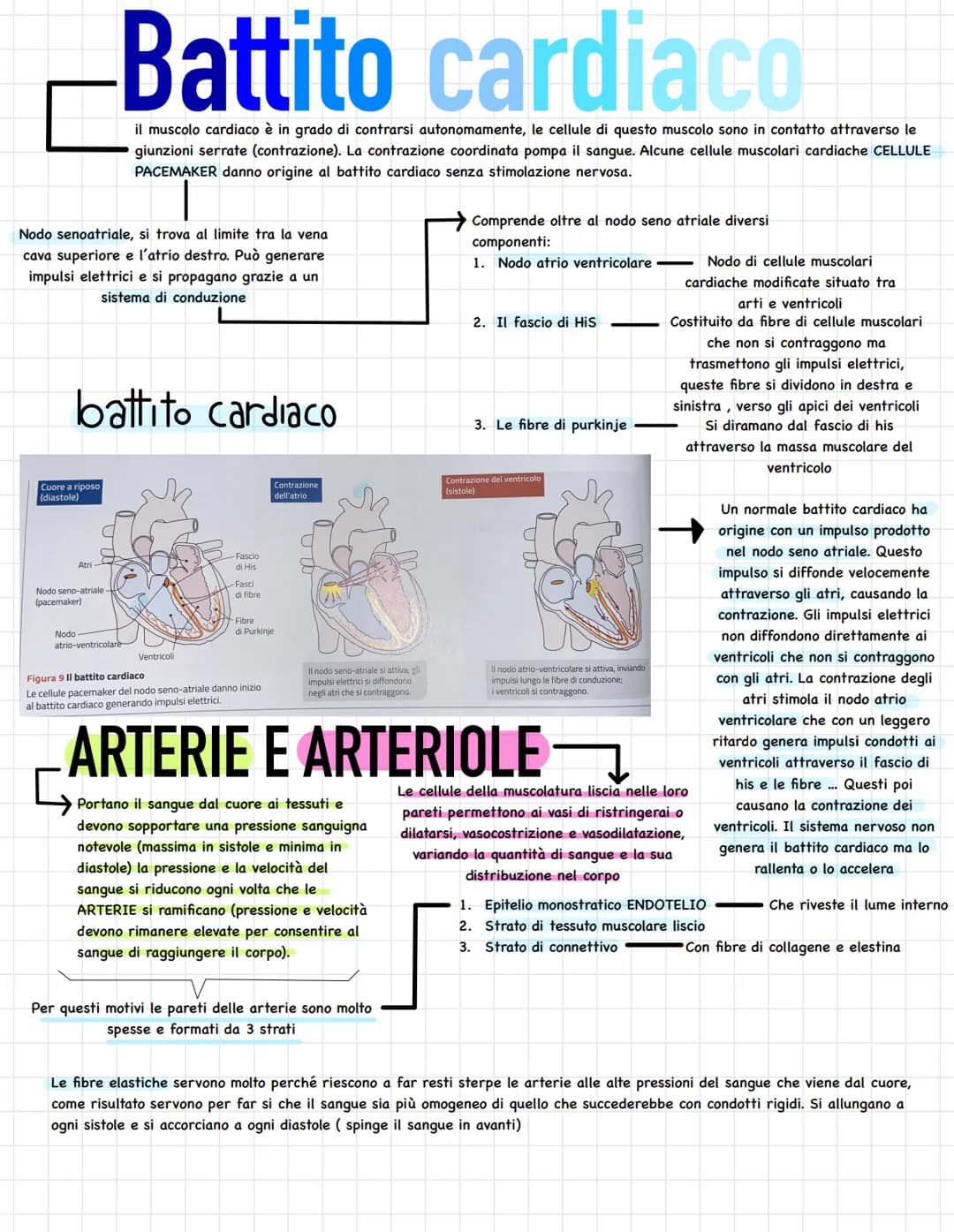 L'apparato circolatorio trasporta tutti i materiali necessari
per la composizione le fluido interstiziale, al sangue.
Questo sistema lo ritr