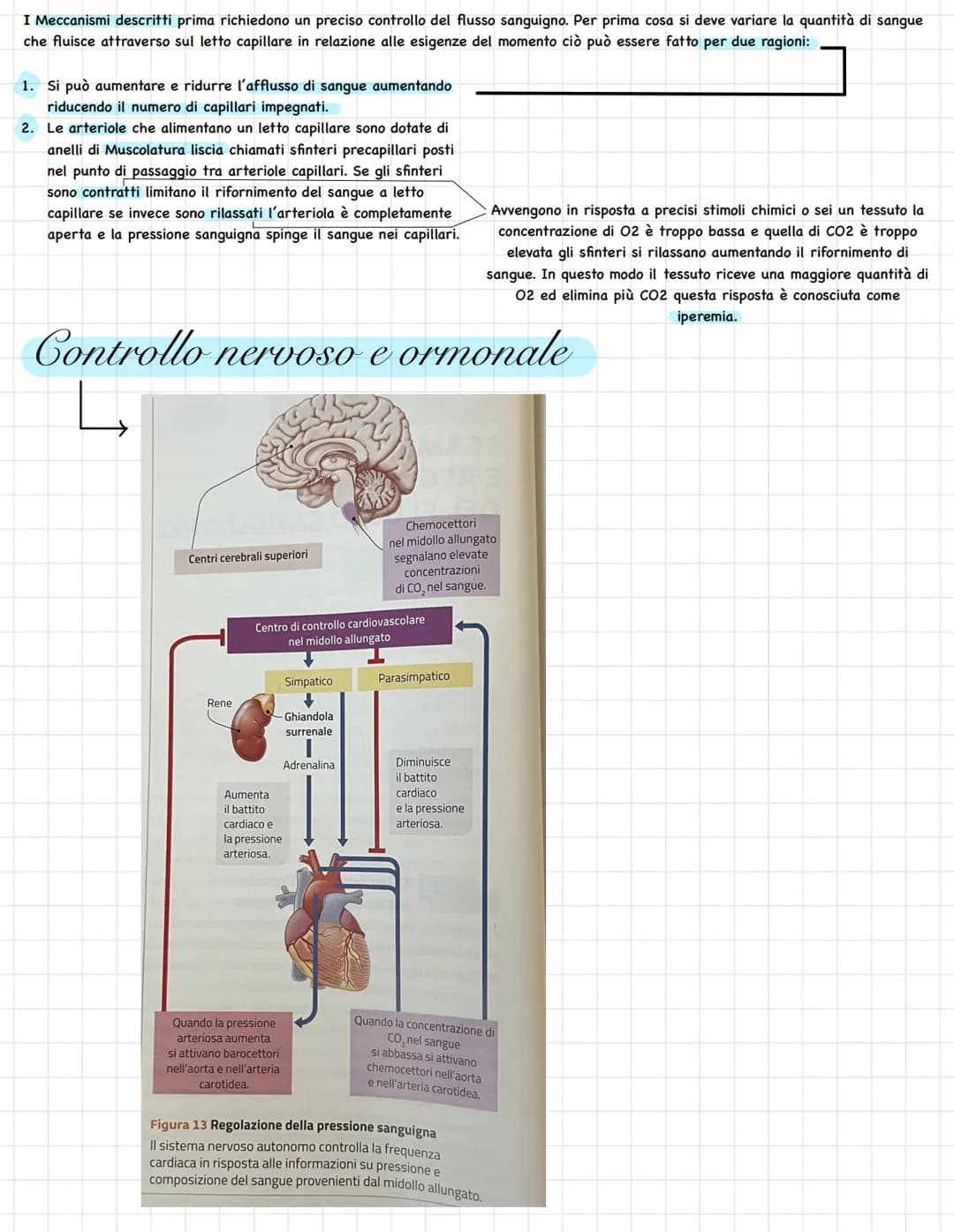 L'apparato circolatorio trasporta tutti i materiali necessari
per la composizione le fluido interstiziale, al sangue.
Questo sistema lo ritr