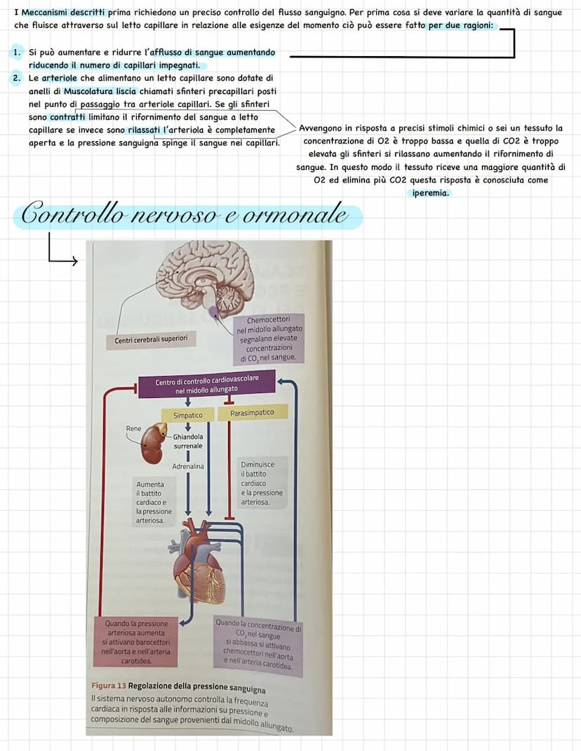L'apparato circolatorio trasporta tutti i materiali necessari
per la composizione le fluido interstiziale, al sangue.
Questo sistema lo ritr