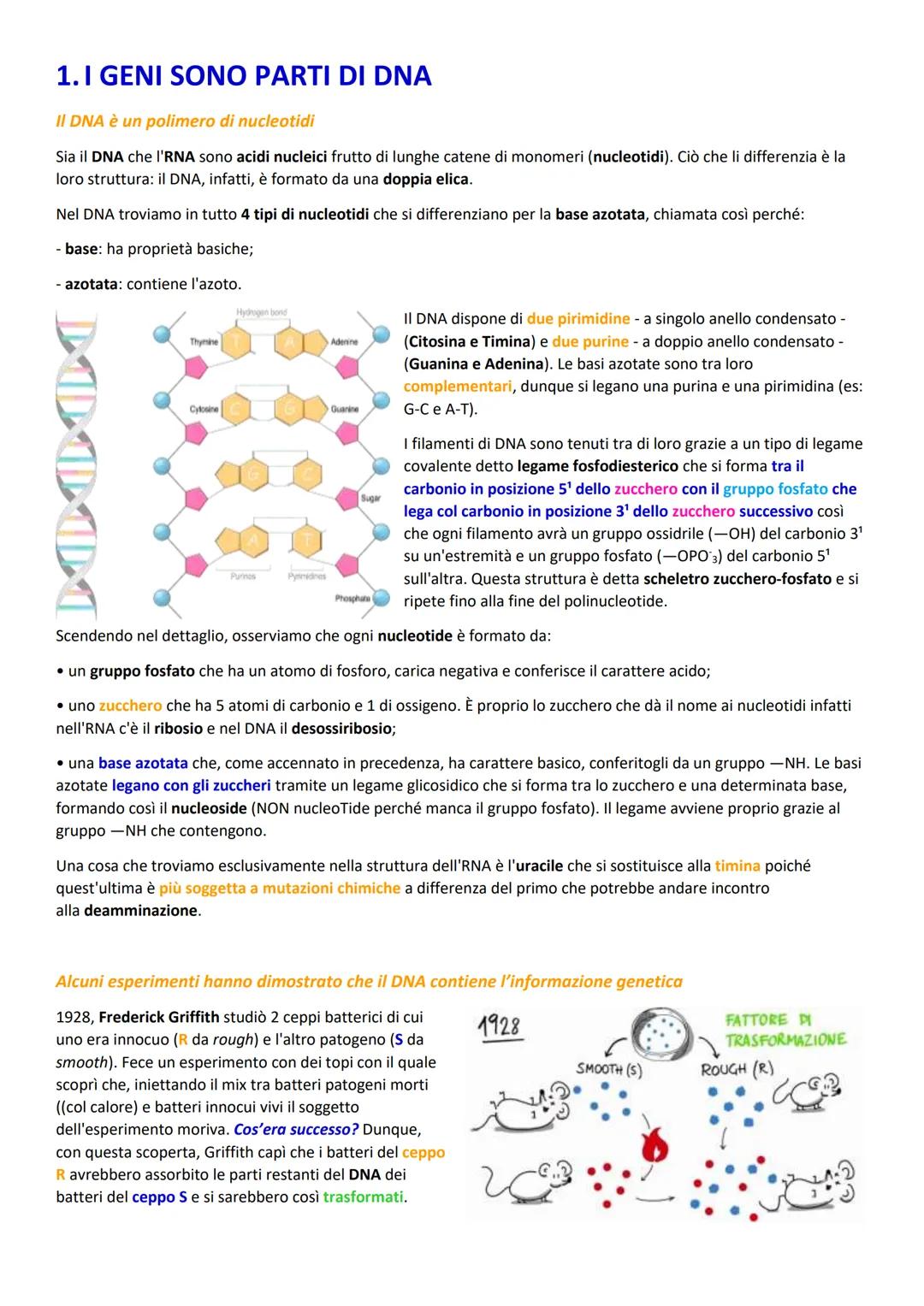 1. I GENI SONO PARTI DI DNA
Il DNA è un polimero di nucleotidi
Sia il DNA che l'RNA sono acidi nucleici frutto di lunghe catene di monomeri 