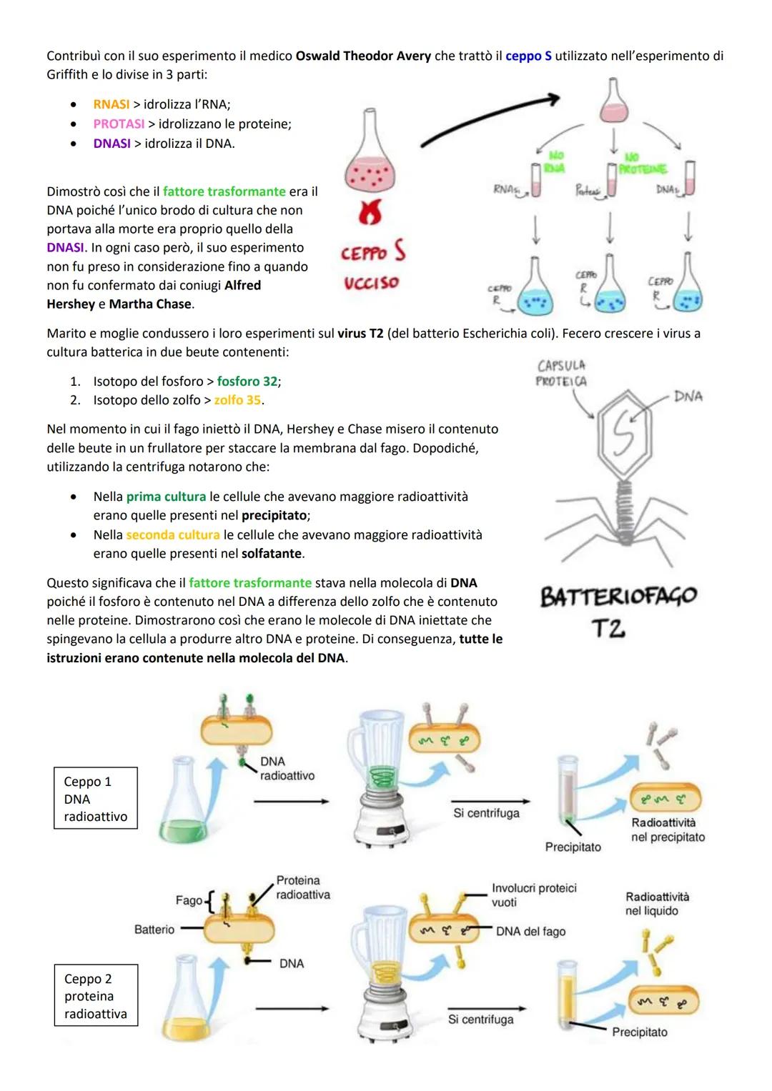 1. I GENI SONO PARTI DI DNA
Il DNA è un polimero di nucleotidi
Sia il DNA che l'RNA sono acidi nucleici frutto di lunghe catene di monomeri 