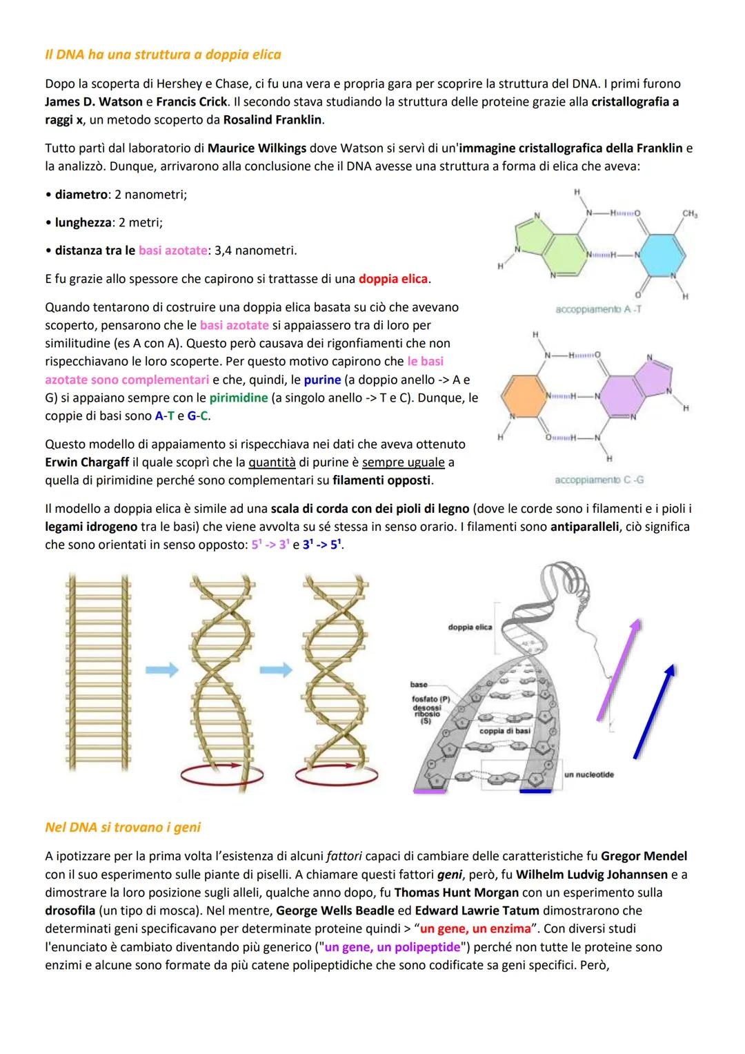 1. I GENI SONO PARTI DI DNA
Il DNA è un polimero di nucleotidi
Sia il DNA che l'RNA sono acidi nucleici frutto di lunghe catene di monomeri 