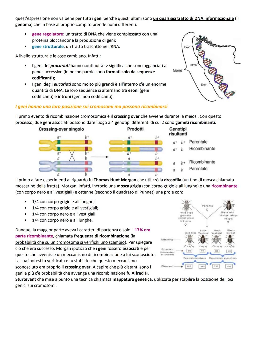 1. I GENI SONO PARTI DI DNA
Il DNA è un polimero di nucleotidi
Sia il DNA che l'RNA sono acidi nucleici frutto di lunghe catene di monomeri 