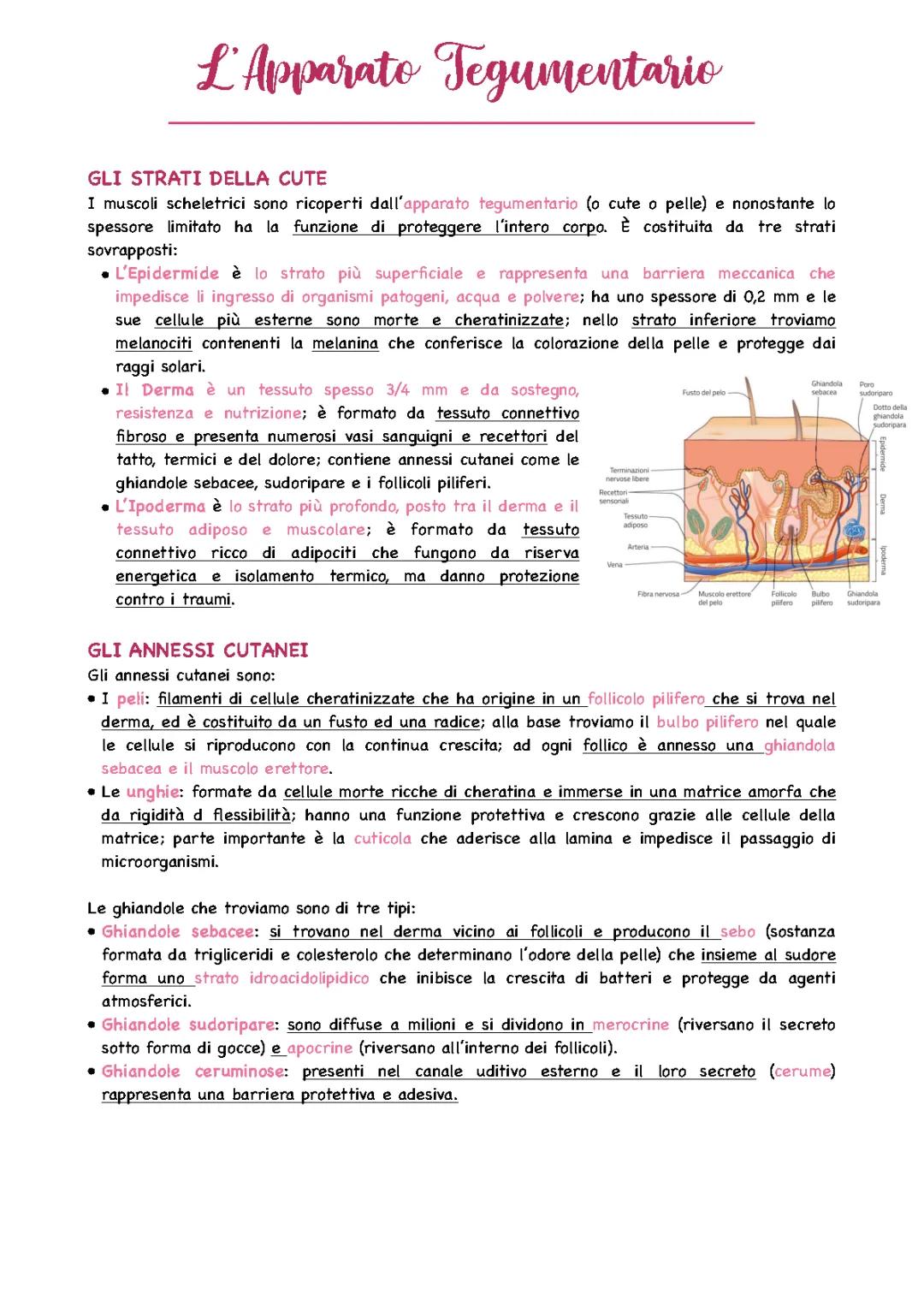 Struttura e Funzioni del Sistema Tegumentario