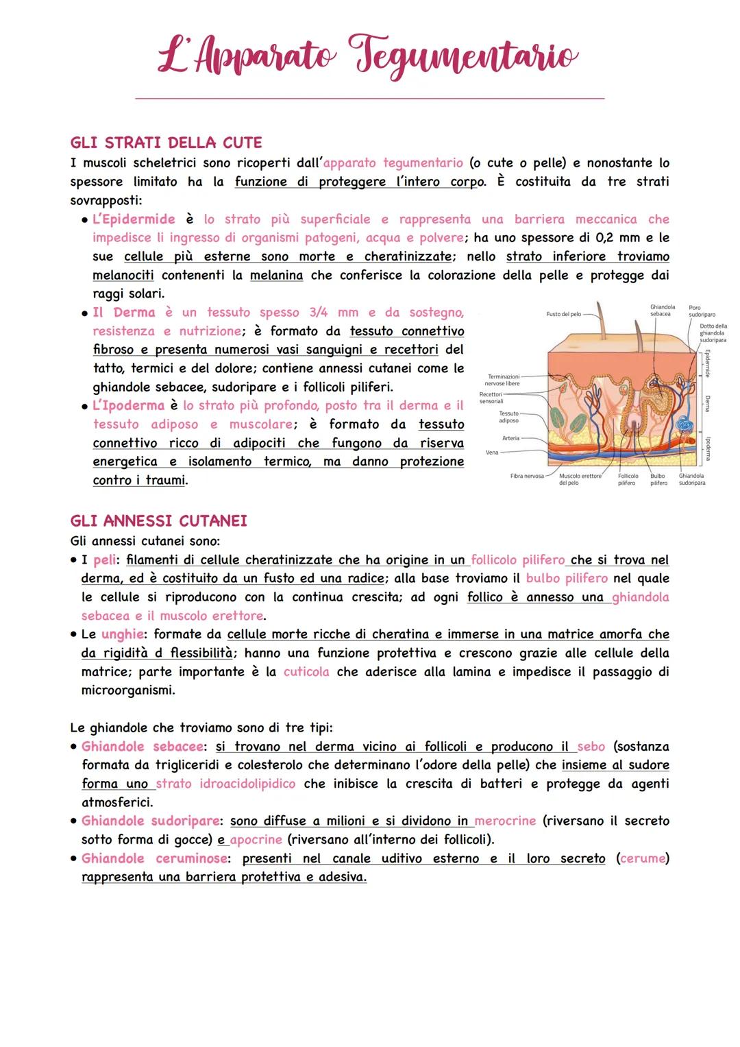 L'Apparato Tegumentario
GLI STRATI DELLA CUTE
I muscoli scheletrici sono ricoperti dall'apparato tegumentario (o cute o pelle) e nonostante 