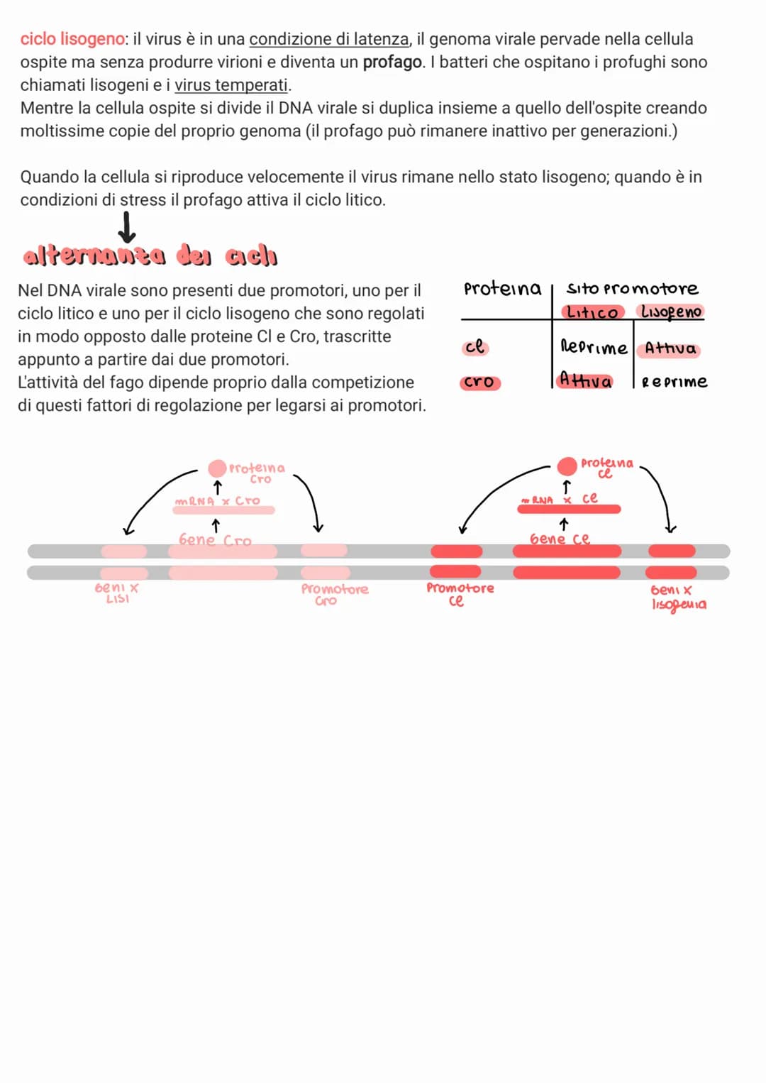 
<p>I virus sono piccoli agenti infettivi che invadono le cellule e le trasformano in produttori di altri virus. Biologicamente sono parassi