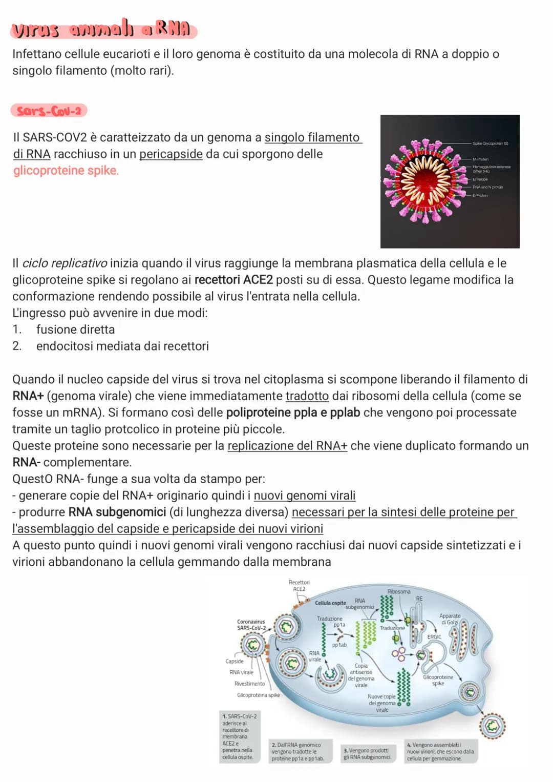 
<p>I virus sono piccoli agenti infettivi che invadono le cellule e le trasformano in produttori di altri virus. Biologicamente sono parassi