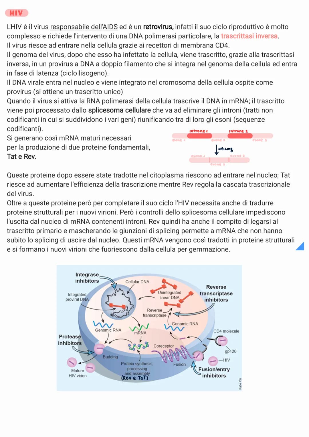 
<p>I virus sono piccoli agenti infettivi che invadono le cellule e le trasformano in produttori di altri virus. Biologicamente sono parassi