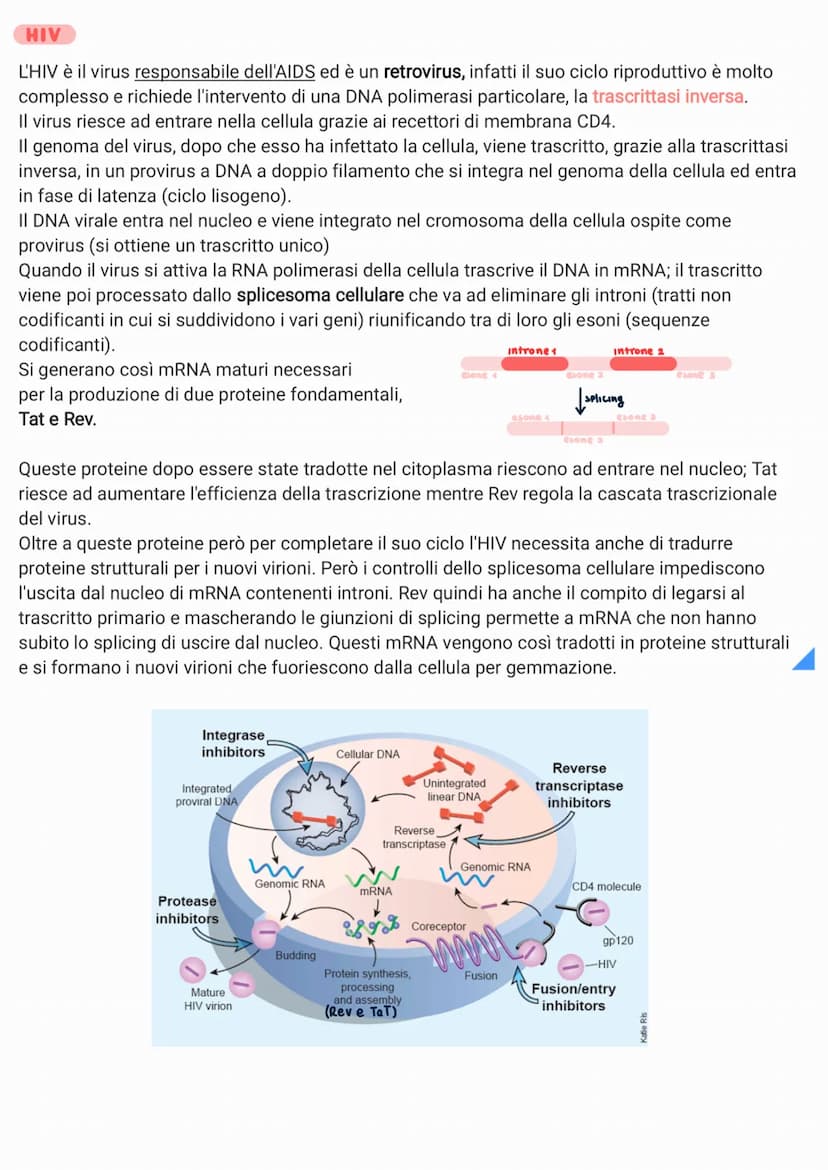 
<p>I virus sono piccoli agenti infettivi che invadono le cellule e le trasformano in produttori di altri virus. Biologicamente sono parassi