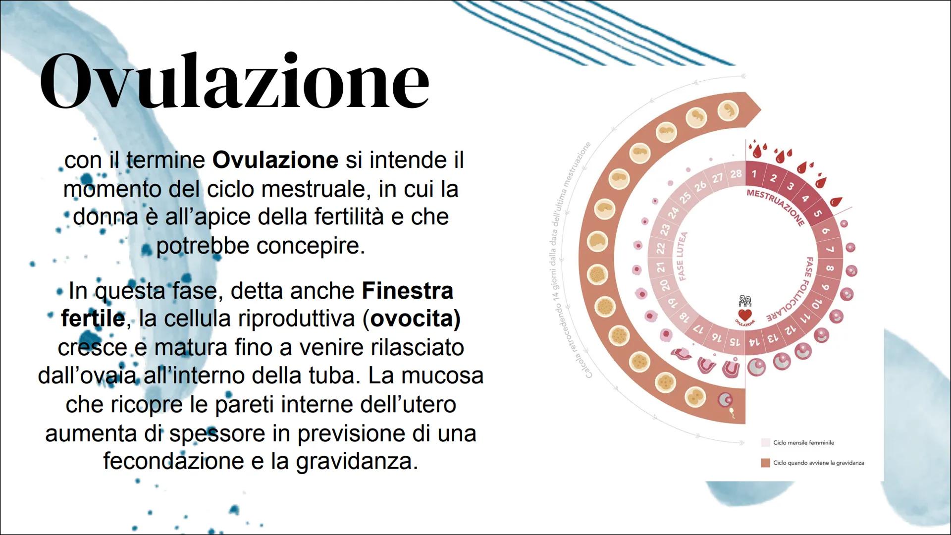 Il Ciclo mestruale Introduzione:
Apparato riproduttore femminile
L'apparato riproduttivo femminile è
costituito dagli organi sessuali intern