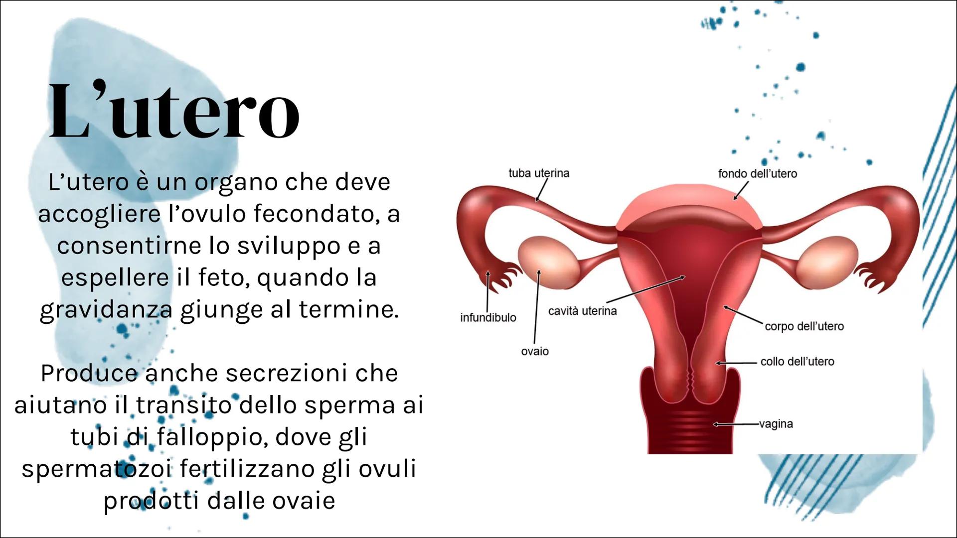 Il Ciclo mestruale Introduzione:
Apparato riproduttore femminile
L'apparato riproduttivo femminile è
costituito dagli organi sessuali intern