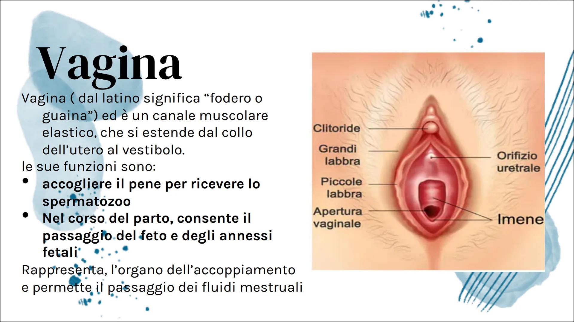 Il Ciclo mestruale Introduzione:
Apparato riproduttore femminile
L'apparato riproduttivo femminile è
costituito dagli organi sessuali intern