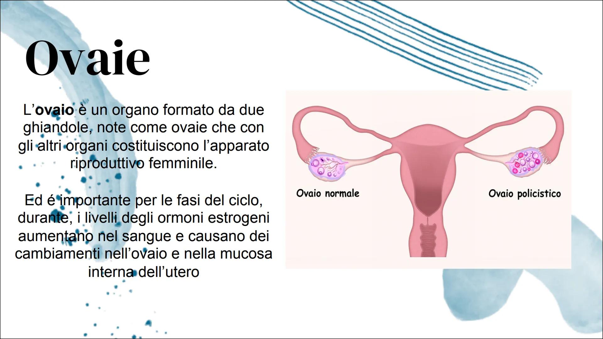 Il Ciclo mestruale Introduzione:
Apparato riproduttore femminile
L'apparato riproduttivo femminile è
costituito dagli organi sessuali intern