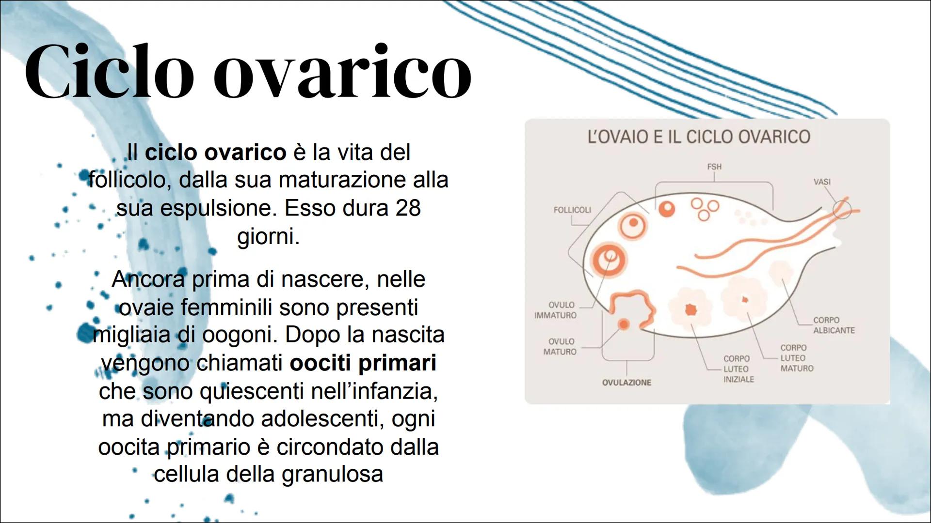 Il Ciclo mestruale Introduzione:
Apparato riproduttore femminile
L'apparato riproduttivo femminile è
costituito dagli organi sessuali intern