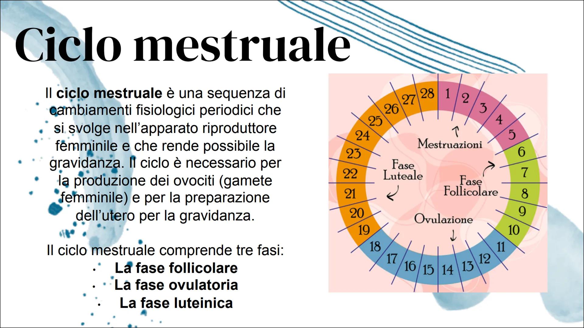 Il Ciclo mestruale Introduzione:
Apparato riproduttore femminile
L'apparato riproduttivo femminile è
costituito dagli organi sessuali intern