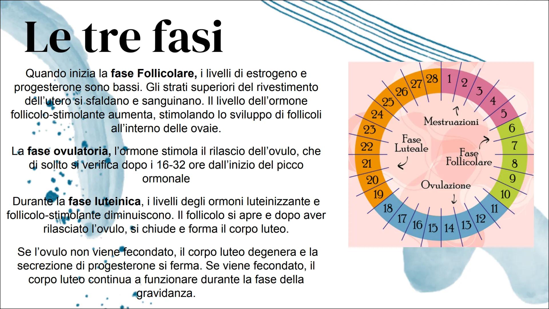 Il Ciclo mestruale Introduzione:
Apparato riproduttore femminile
L'apparato riproduttivo femminile è
costituito dagli organi sessuali intern