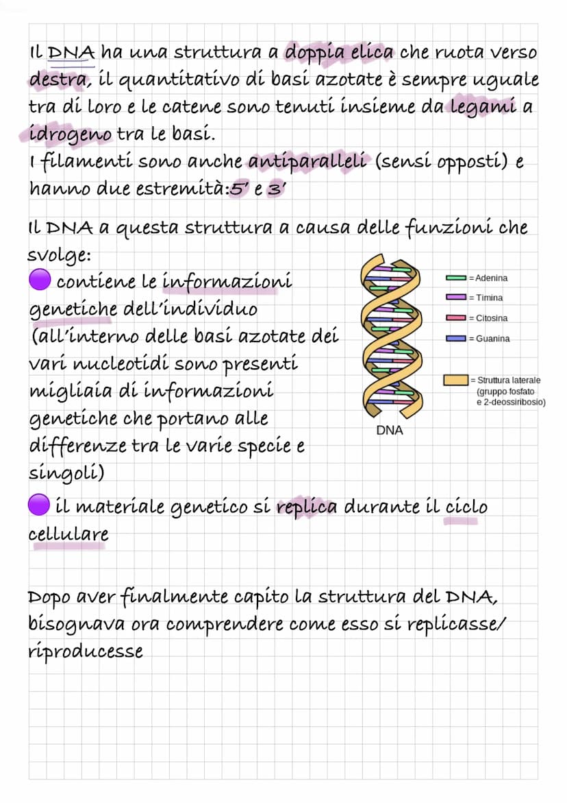 REPLICAZIONE DEL DNA
Intanto diamo una rapida definizione di DNA:
Il DNA è un polímero, formato quindi da monomeri: i
nucleotidí.
I nucleoti