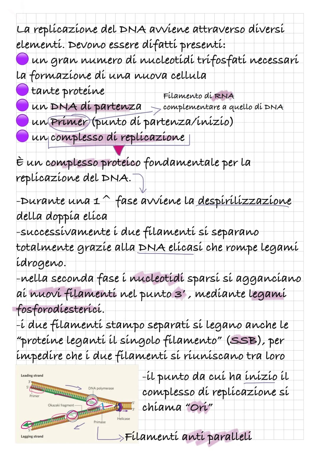 REPLICAZIONE DEL DNA
Intanto diamo una rapida definizione di DNA:
Il DNA è un polímero, formato quindi da monomeri: i
nucleotidí.
I nucleoti