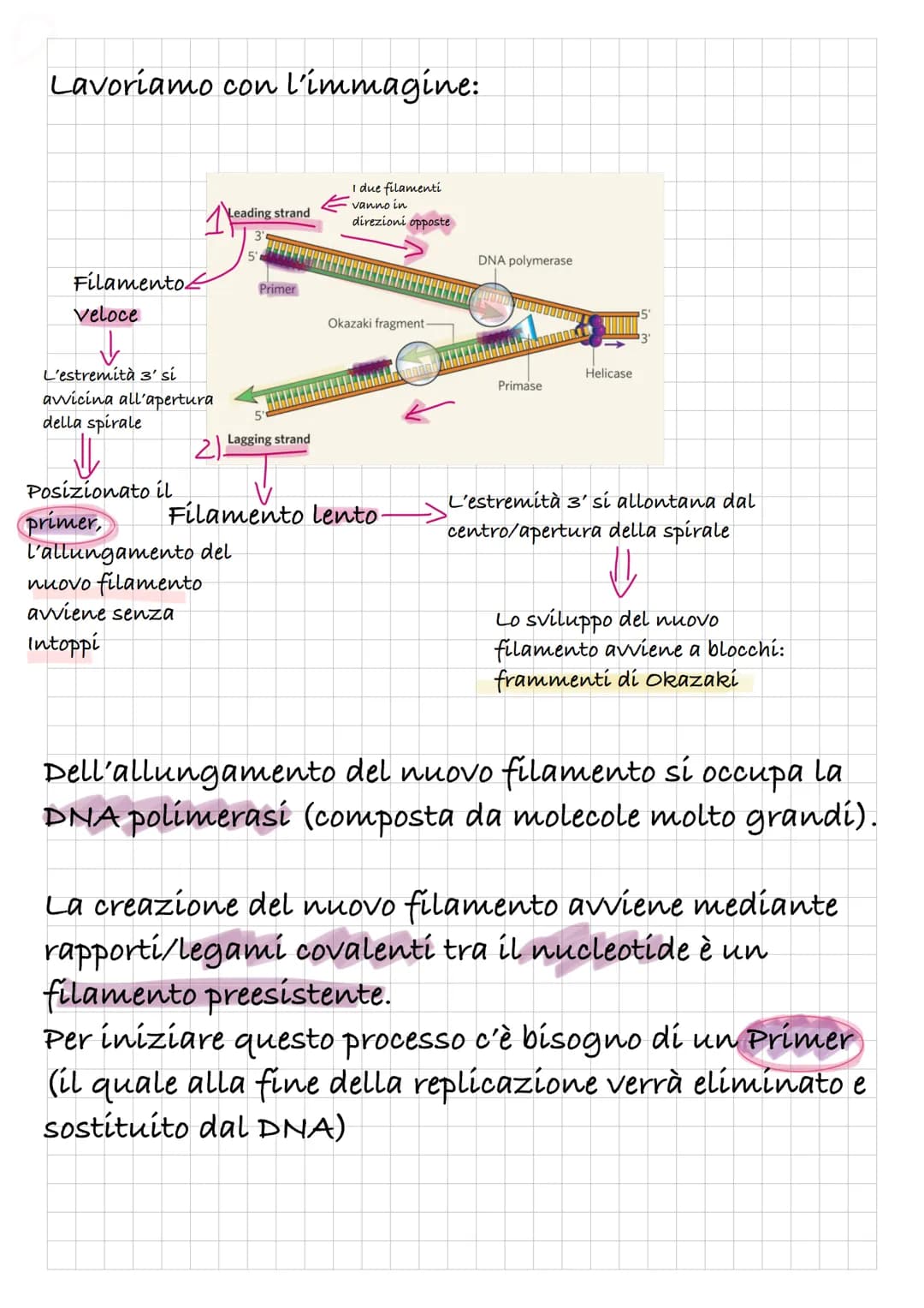 REPLICAZIONE DEL DNA
Intanto diamo una rapida definizione di DNA:
Il DNA è un polímero, formato quindi da monomeri: i
nucleotidí.
I nucleoti