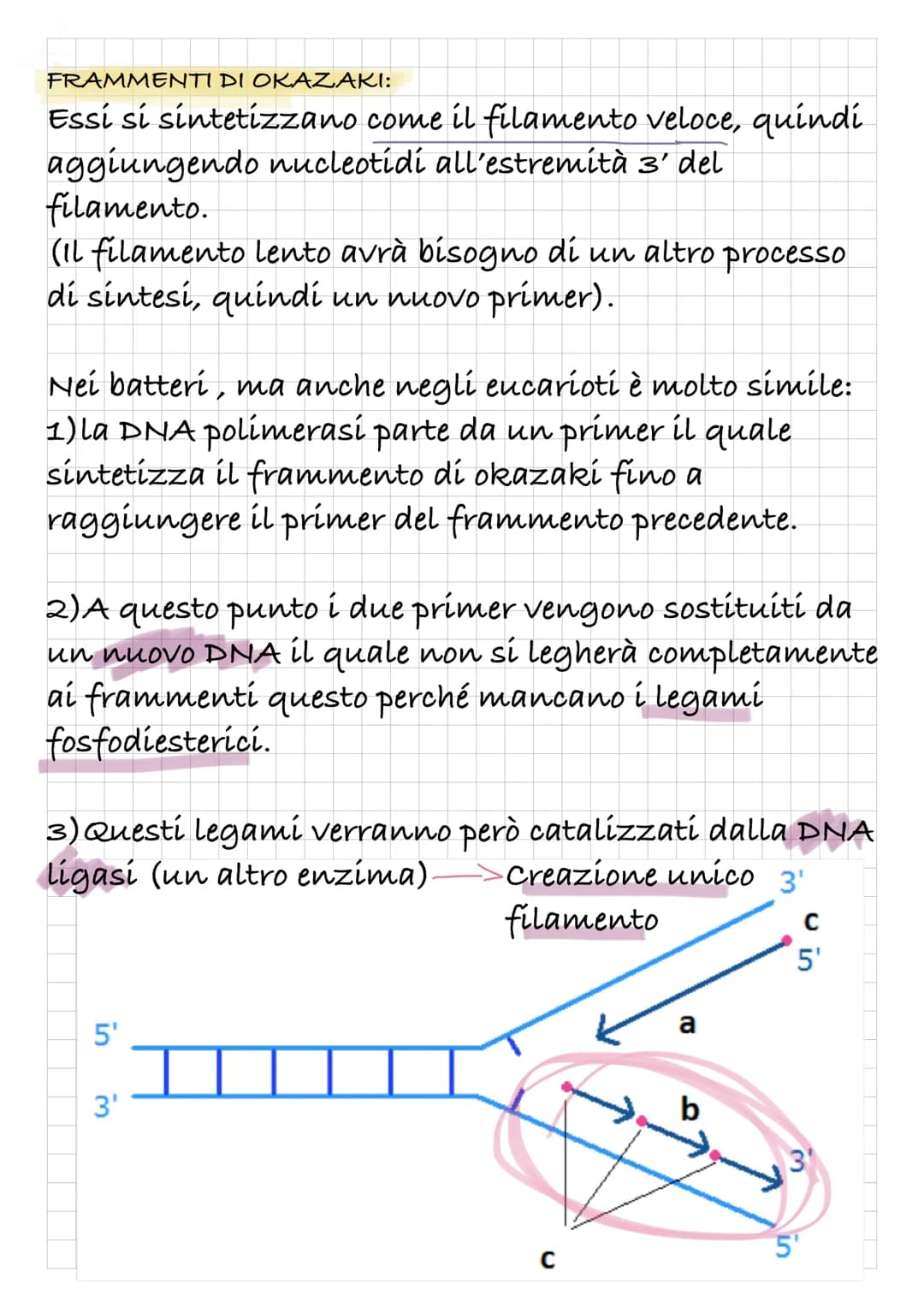 REPLICAZIONE DEL DNA
Intanto diamo una rapida definizione di DNA:
Il DNA è un polímero, formato quindi da monomeri: i
nucleotidí.
I nucleoti