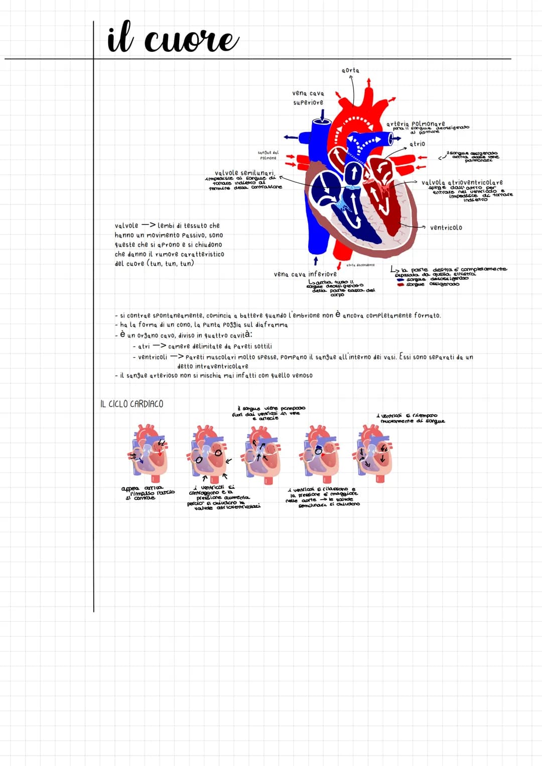 
<p>Le valvole del cuore sono lembi di tessuto che si muovono passivamente, aprendosi e chiudendosi e producendo il caratteristico rumore de