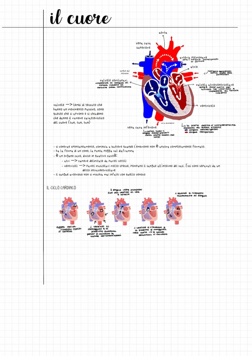 
<p>Le valvole del cuore sono lembi di tessuto che si muovono passivamente, aprendosi e chiudendosi e producendo il caratteristico rumore de
