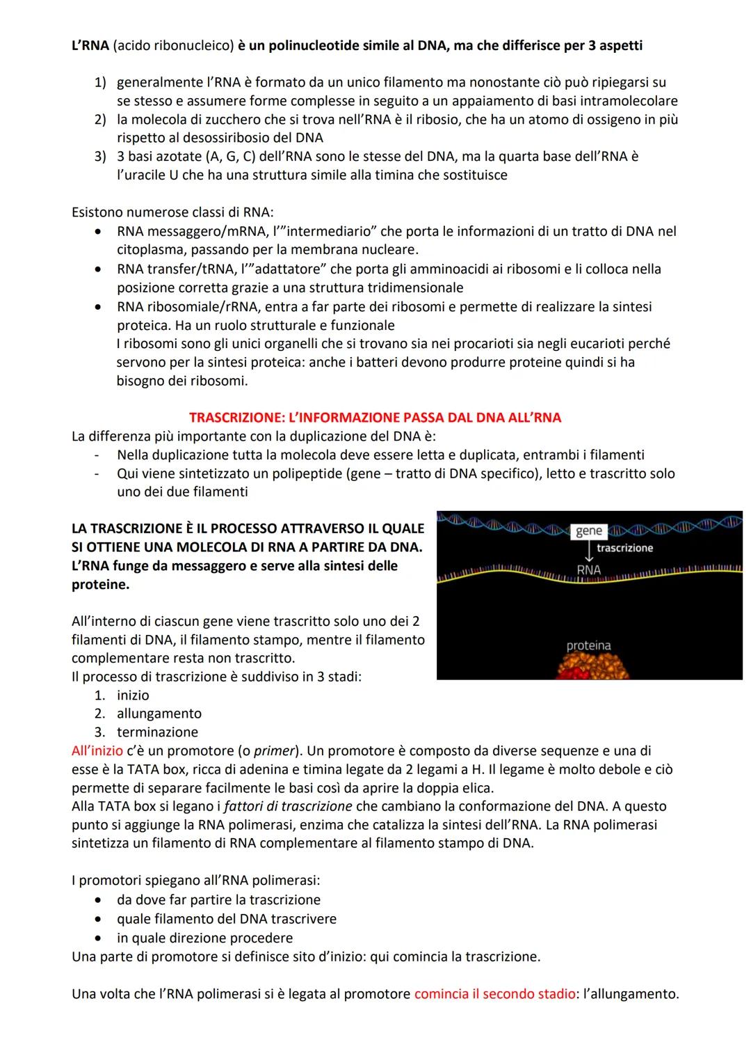 # L'RNA (acido ribonucleico) è un polinucleotide simile al DNA, ma che differisce per 3 aspetti

1) generalmente I'RNA è formato da un unico