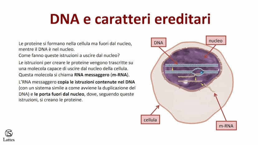 S
Lattes II DNA S
Lattes
Che cos'è il DNA
In tutti gli esseri viventi le istruzioni che definiscono,
regolano e mantengono le caratteristich