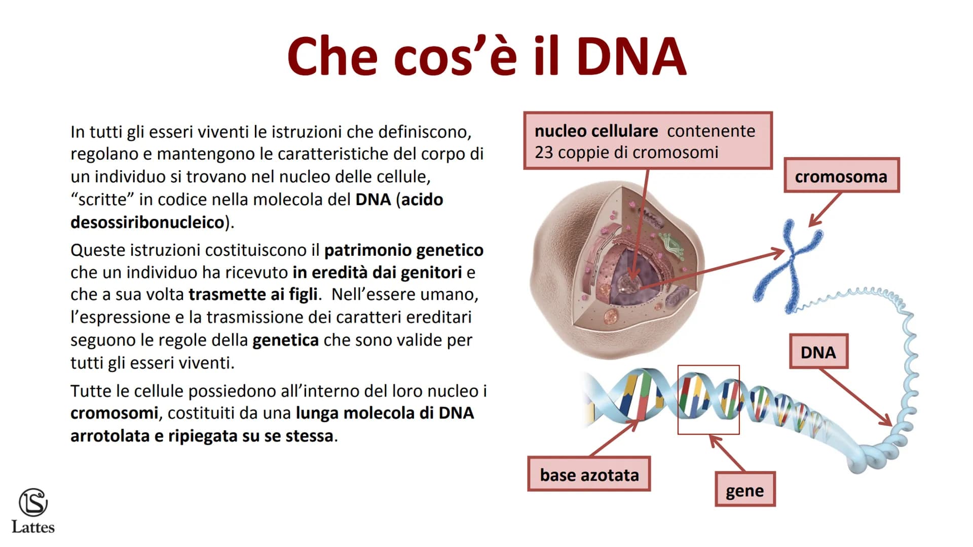S
Lattes II DNA S
Lattes
Che cos'è il DNA
In tutti gli esseri viventi le istruzioni che definiscono,
regolano e mantengono le caratteristich