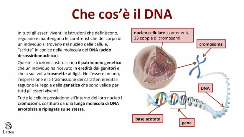 S
Lattes II DNA S
Lattes
Che cos'è il DNA
In tutti gli esseri viventi le istruzioni che definiscono,
regolano e mantengono le caratteristich