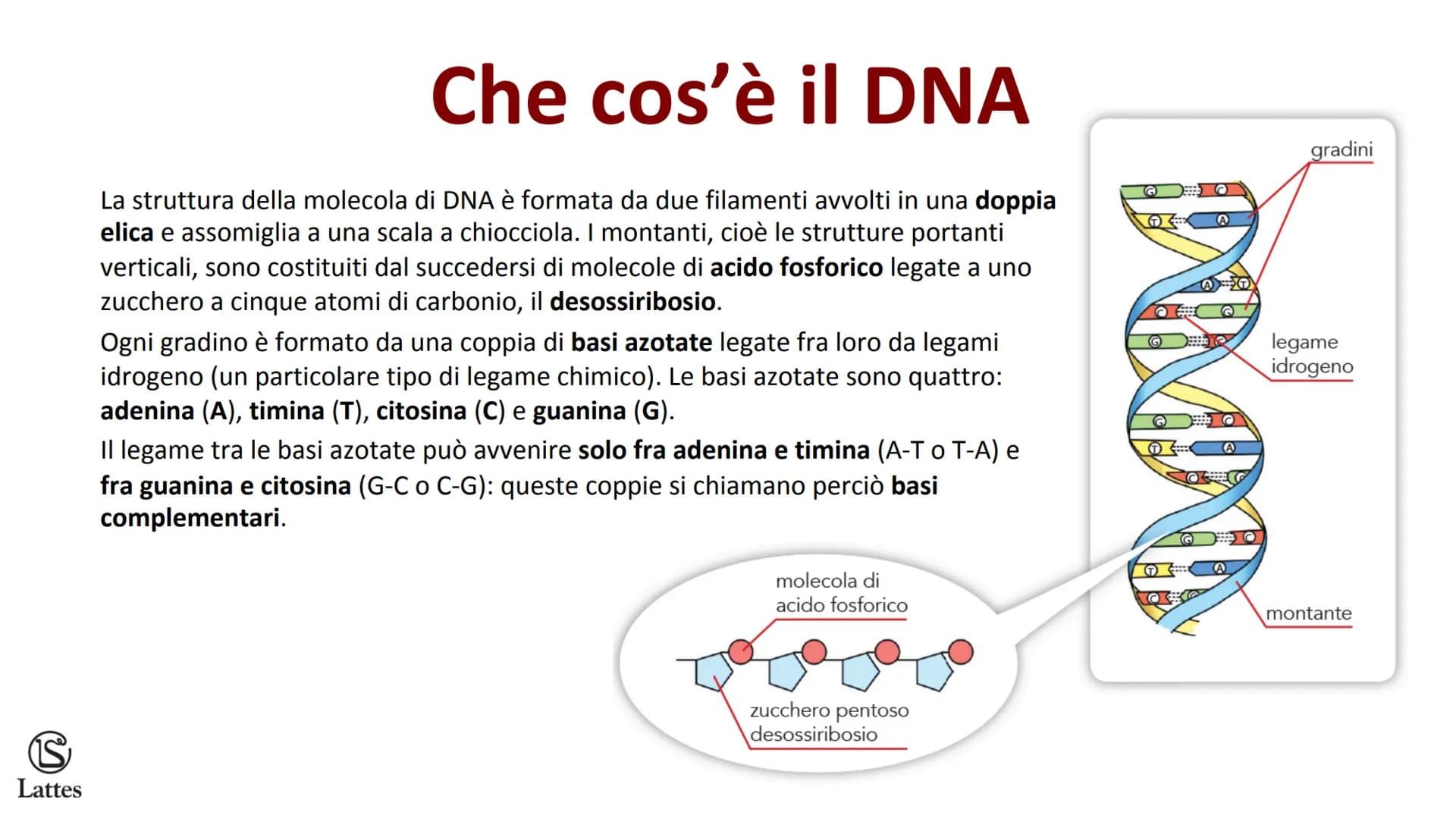 S
Lattes II DNA S
Lattes
Che cos'è il DNA
In tutti gli esseri viventi le istruzioni che definiscono,
regolano e mantengono le caratteristich