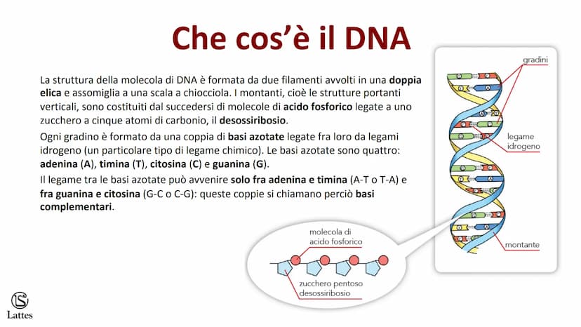 S
Lattes II DNA S
Lattes
Che cos'è il DNA
In tutti gli esseri viventi le istruzioni che definiscono,
regolano e mantengono le caratteristich