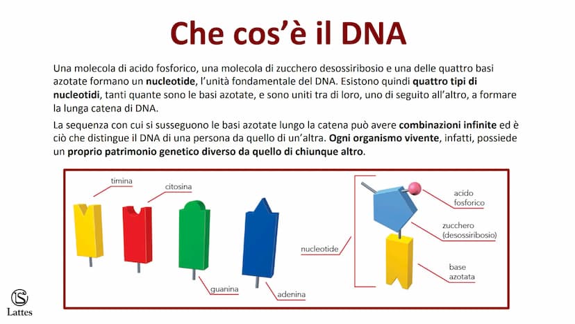 S
Lattes II DNA S
Lattes
Che cos'è il DNA
In tutti gli esseri viventi le istruzioni che definiscono,
regolano e mantengono le caratteristich