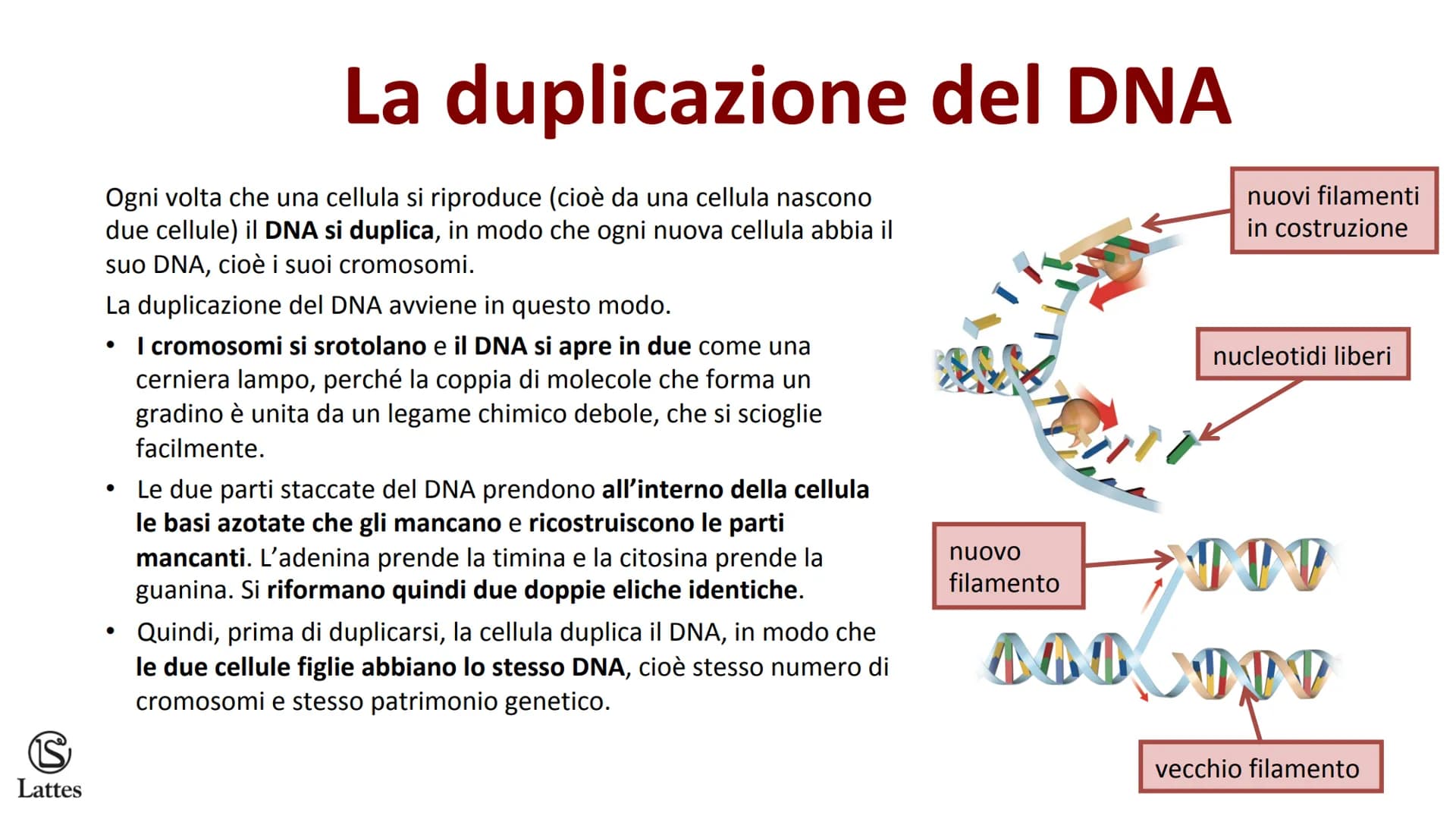 S
Lattes II DNA S
Lattes
Che cos'è il DNA
In tutti gli esseri viventi le istruzioni che definiscono,
regolano e mantengono le caratteristich