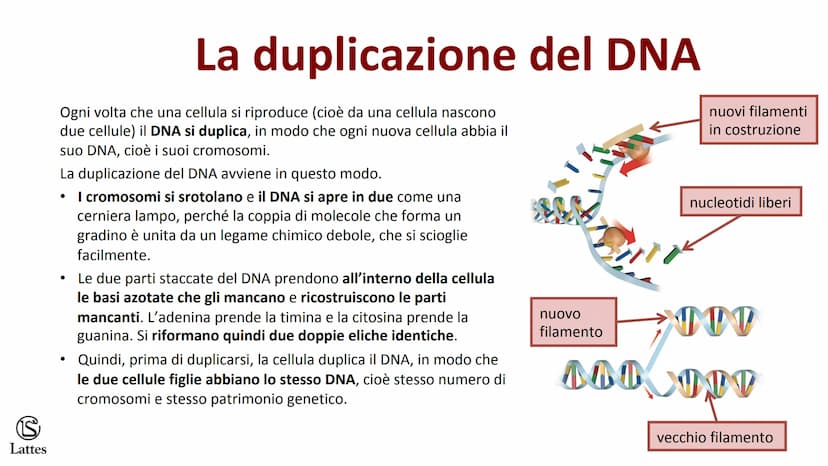 S
Lattes II DNA S
Lattes
Che cos'è il DNA
In tutti gli esseri viventi le istruzioni che definiscono,
regolano e mantengono le caratteristich