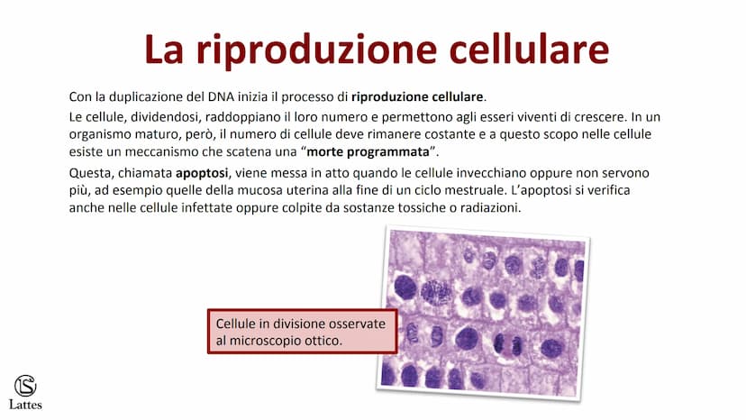 S
Lattes II DNA S
Lattes
Che cos'è il DNA
In tutti gli esseri viventi le istruzioni che definiscono,
regolano e mantengono le caratteristich