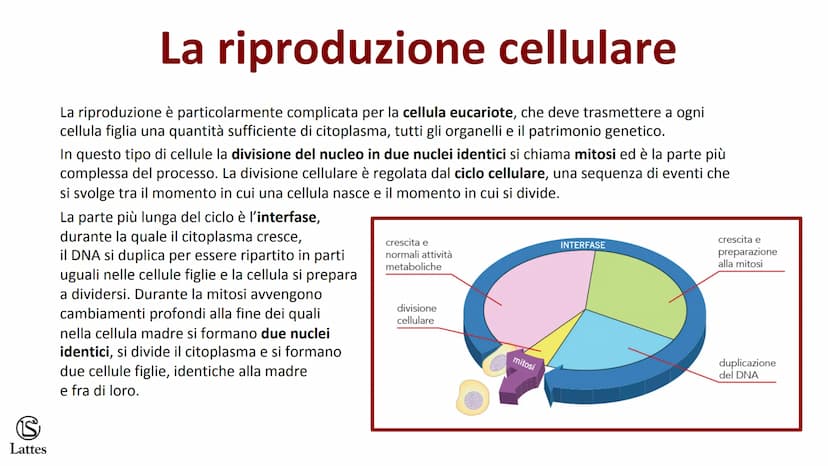 S
Lattes II DNA S
Lattes
Che cos'è il DNA
In tutti gli esseri viventi le istruzioni che definiscono,
regolano e mantengono le caratteristich